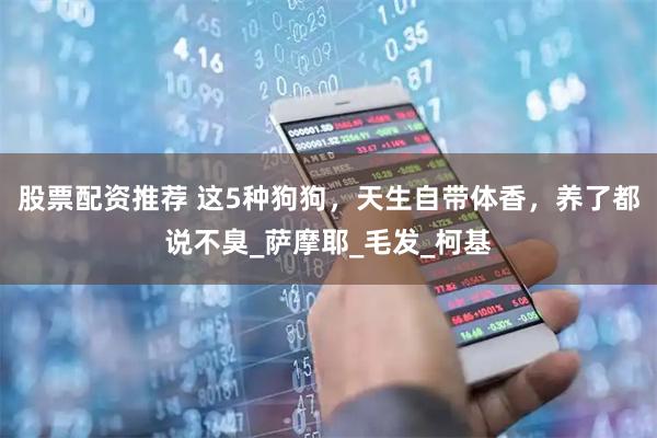 股票配资推荐 这5种狗狗，天生自带体香，养了都说不臭_萨摩耶_毛发_柯基