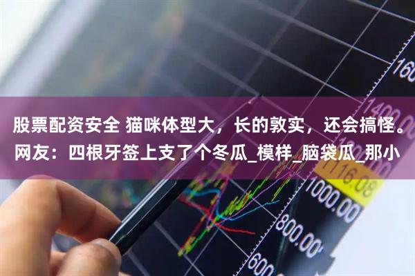 股票配资安全 猫咪体型大，长的敦实，还会搞怪。网友：四根牙签上支了个冬瓜_模样_脑袋瓜_那小